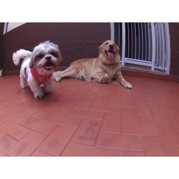 Dog Sitter Quanto Custa em Média na Vila Bastos - Dog Sitter em São Bernardo