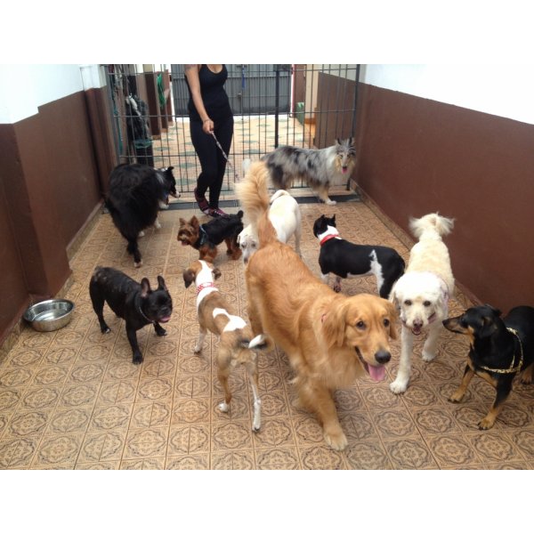 Passeador de Cães Quero Contratar na Vila Aeroporto - Passeadores de Cães