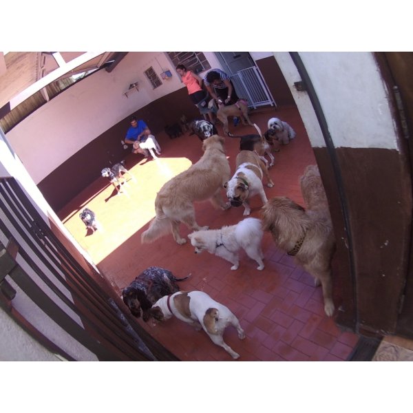 Preços Serviços de Daycare Canino em Quarta Parada - Serviço de Daycare para Cachorros