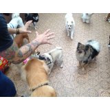 Adestramento de Cachorro com valores acessíveis na Cidade Jardim