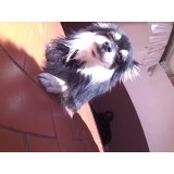 Day Care Canino preço na Vila Liviero