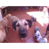 Preços de Day Care Canino na Vila João Ramalho